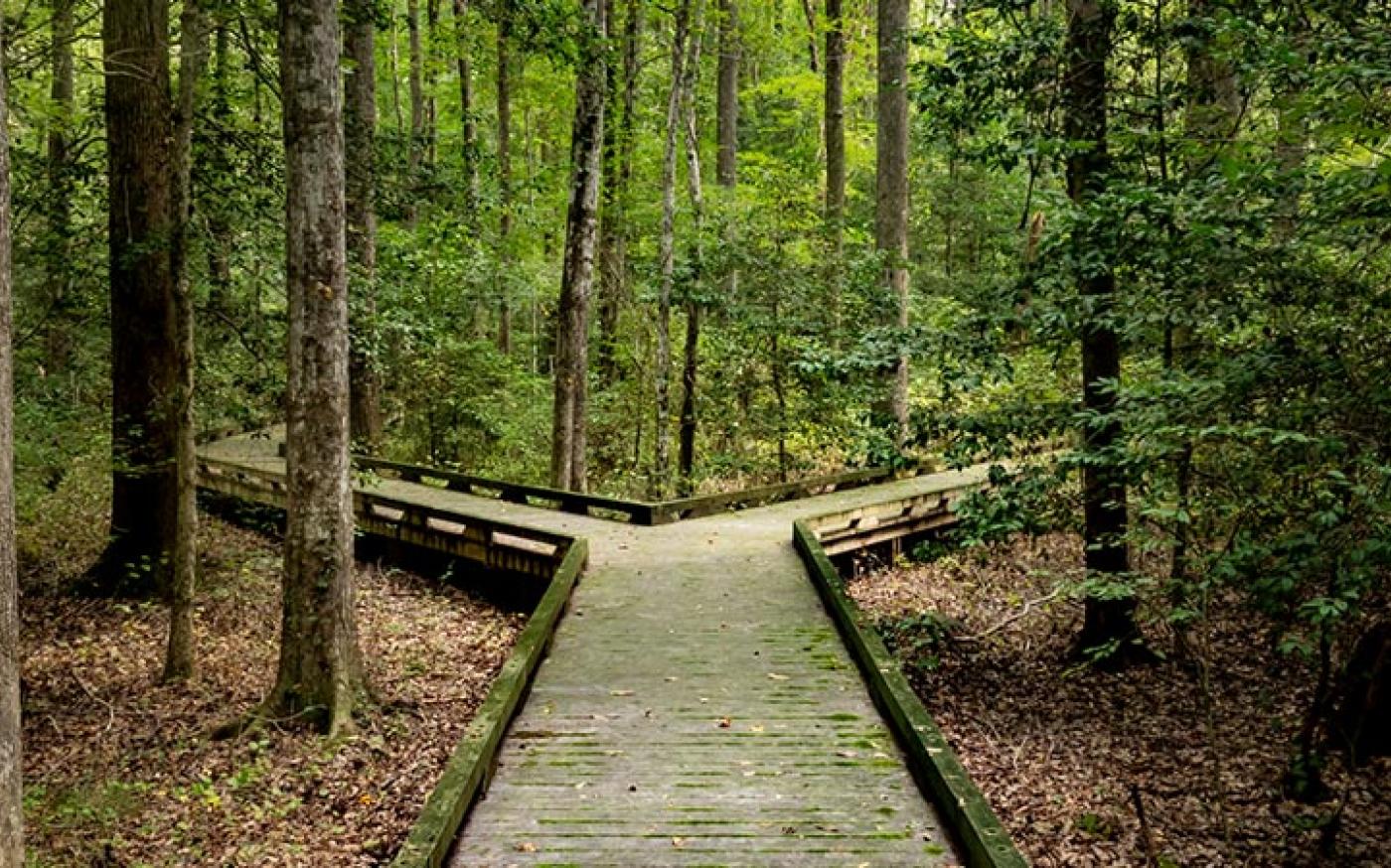 A trail in a forest splitting into two divergent paths.